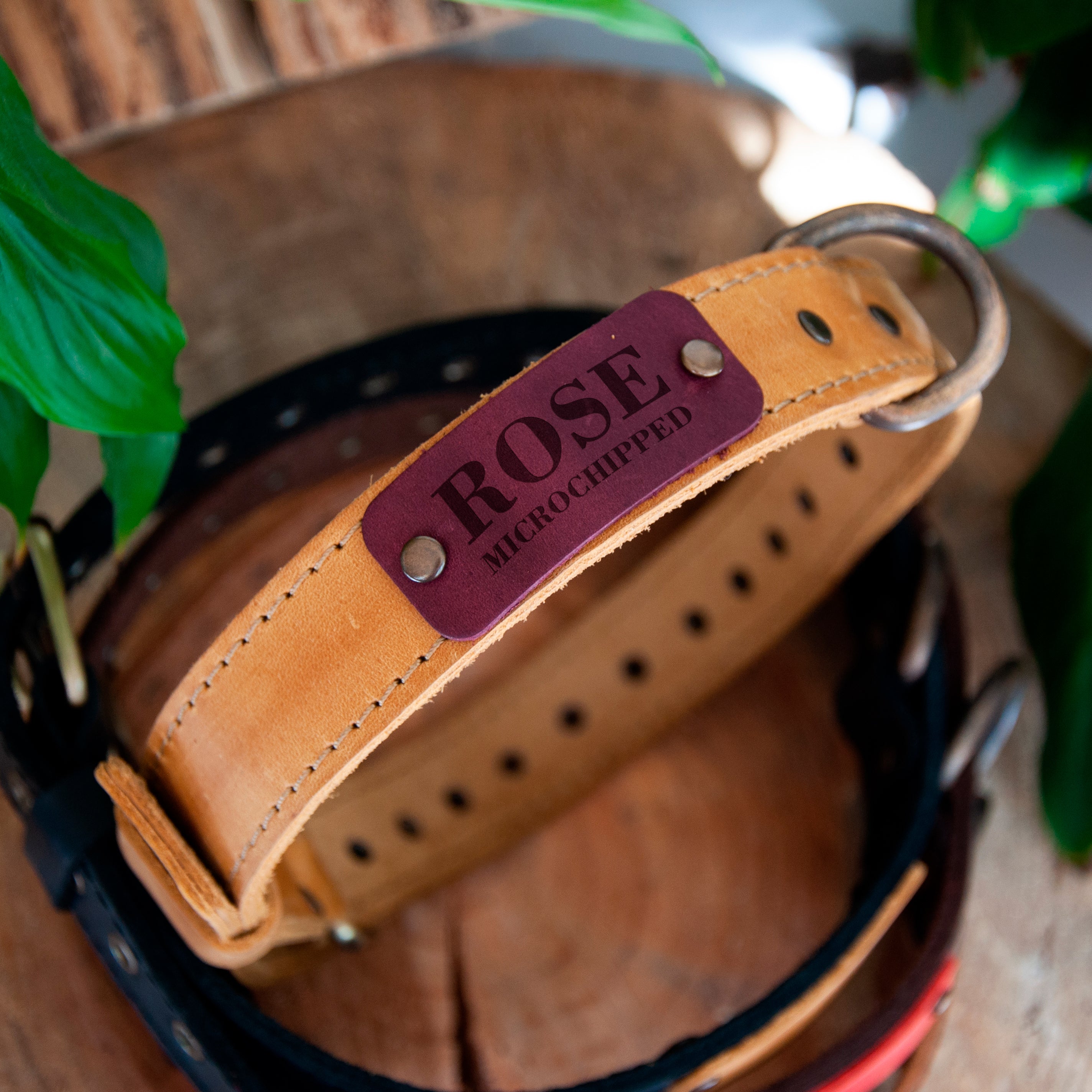 Personalized Leather Dog Collar with Name Plate